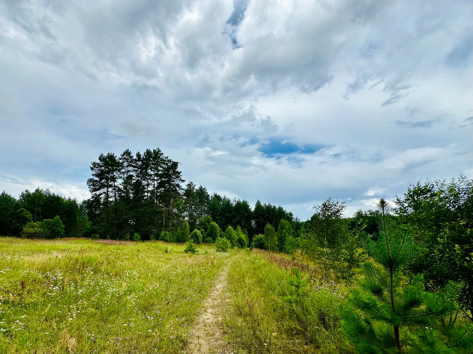 Forest entrance by Carlo Mahfouz.